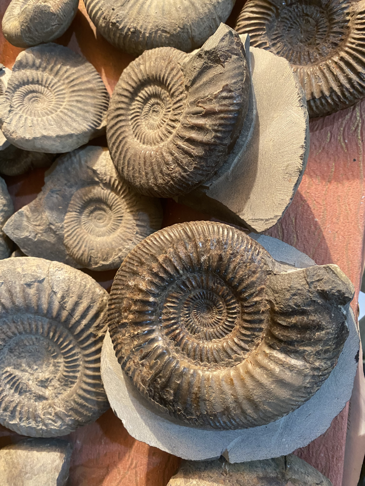 Аммониты Юрского и Мелового периодов (7/47)