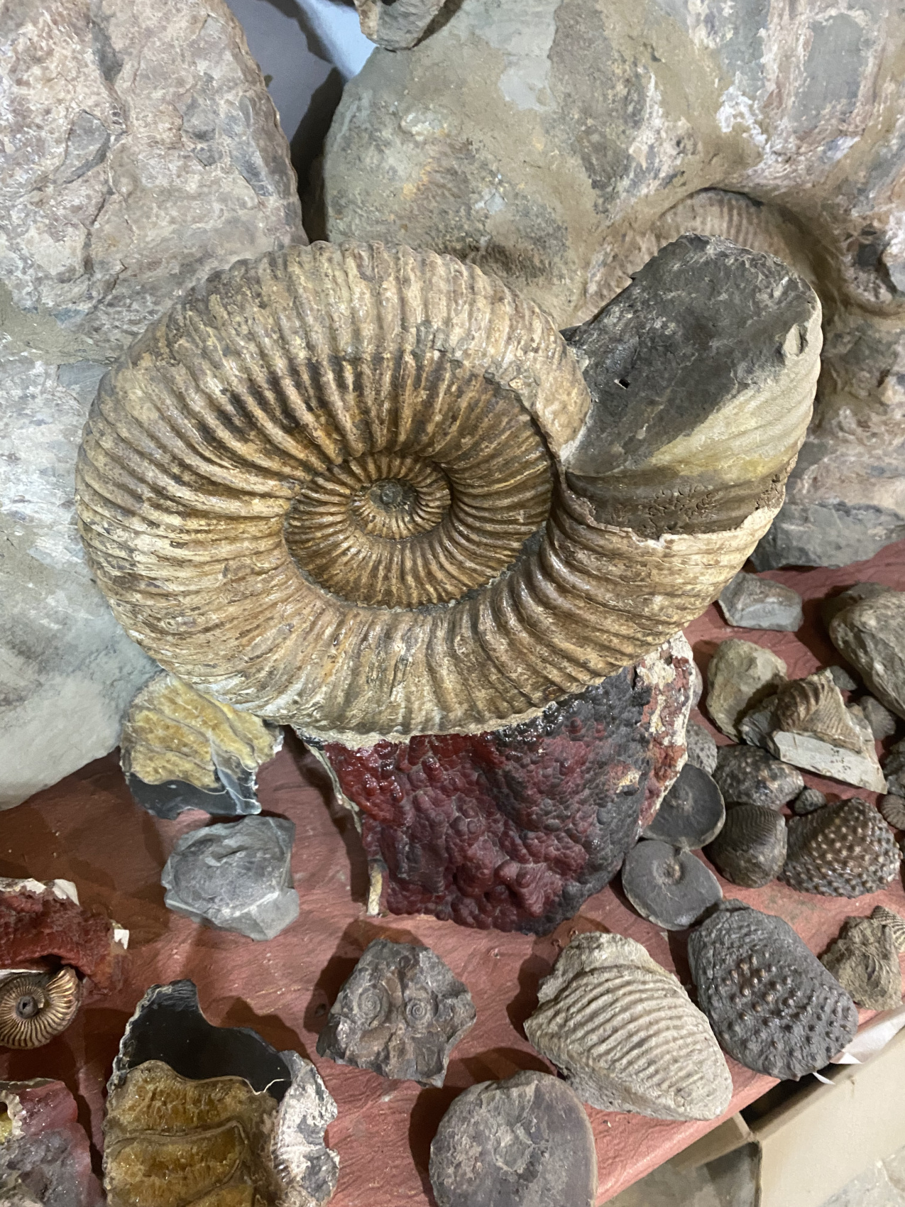 Аммониты Юрского и Мелового периодов (18/47)