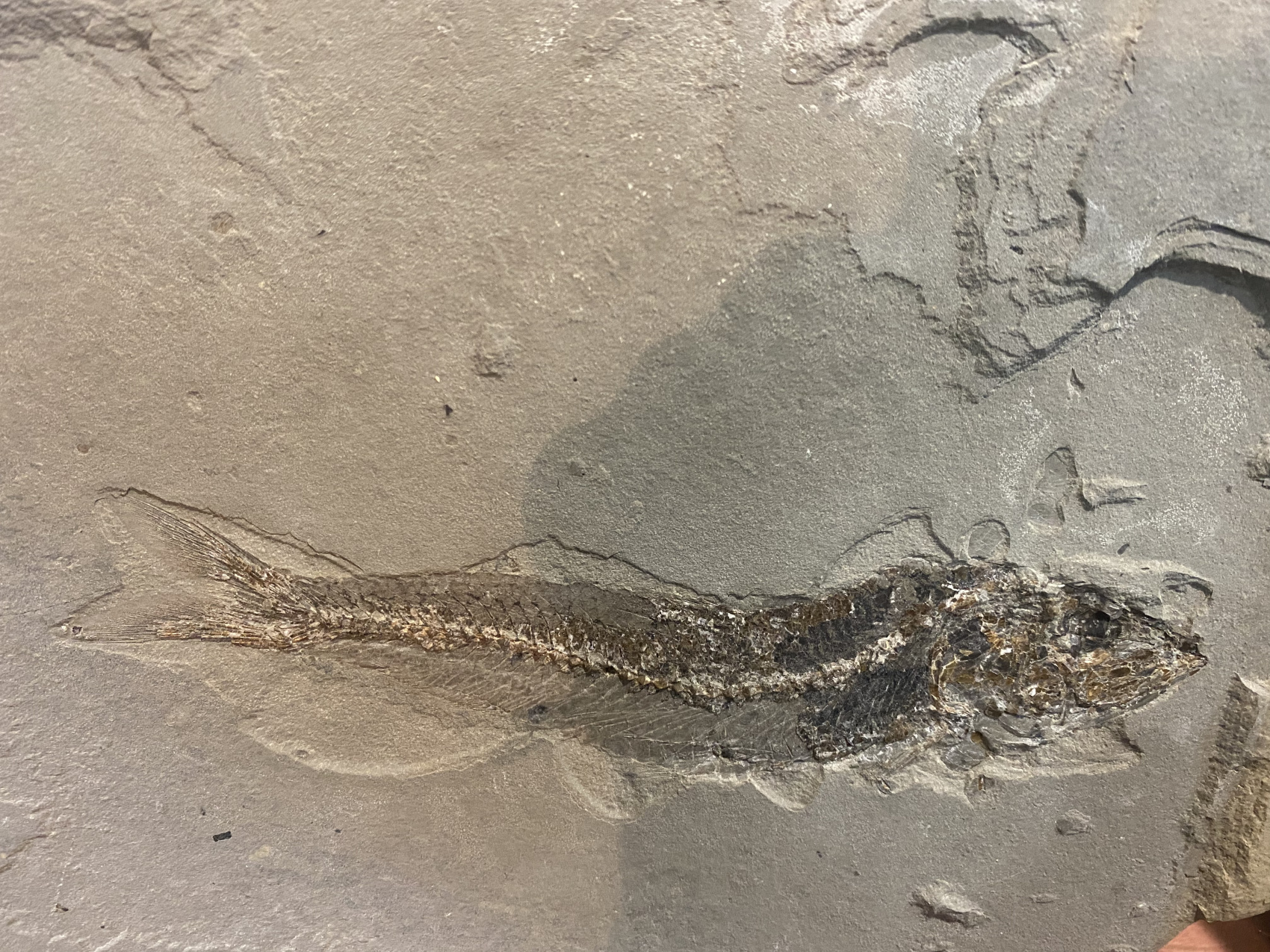 Аммониты Юрского и Мелового периодов (10/47)