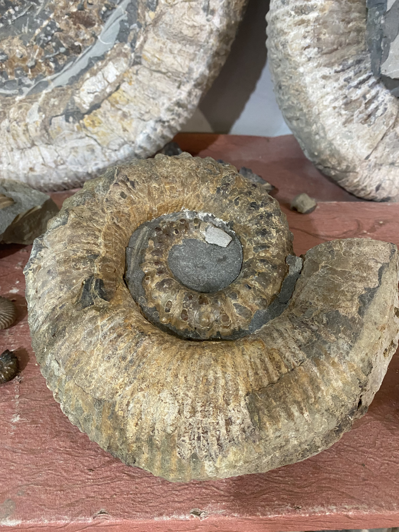 Аммониты Юрского и Мелового периодов (17/47)