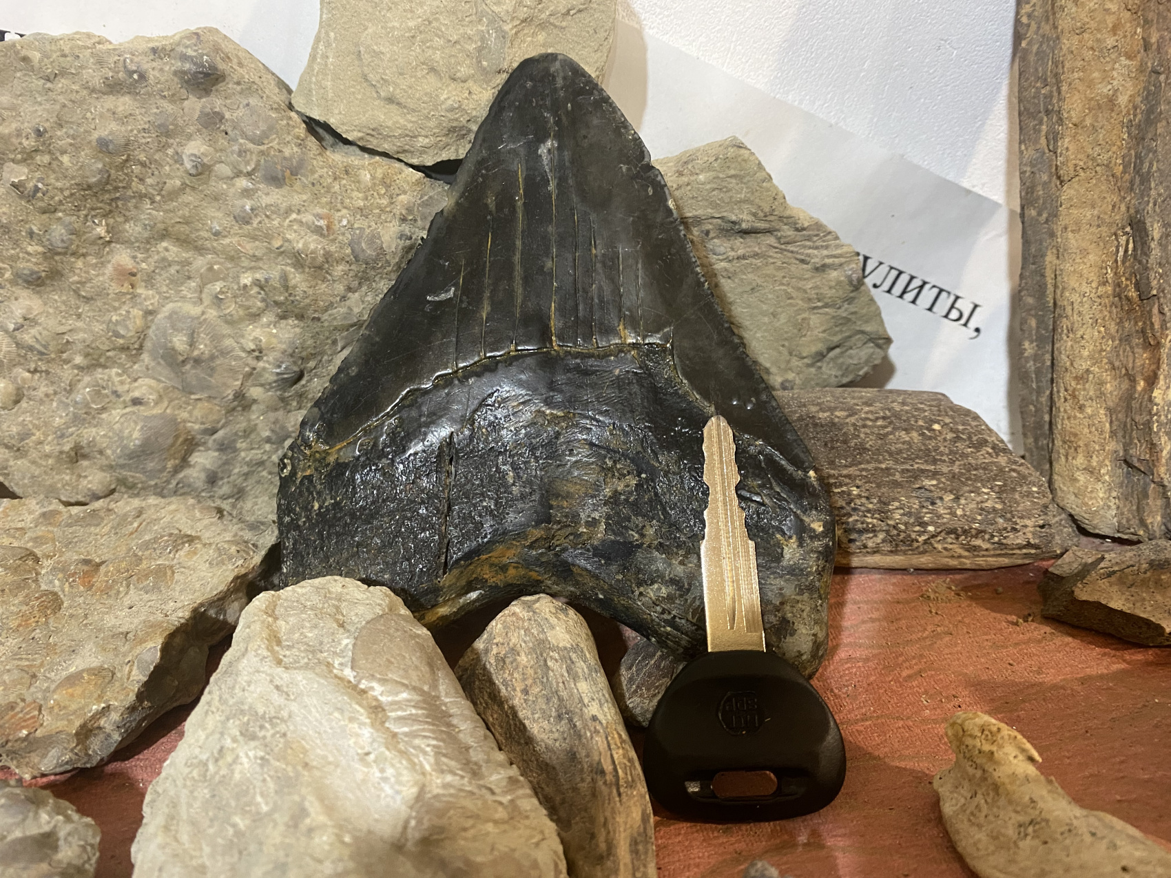 Аммониты Юрского и Мелового периодов (12/47)