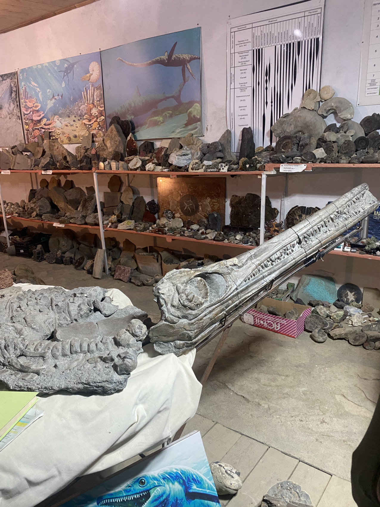 Аммониты Юрского и Мелового периодов (20/47)