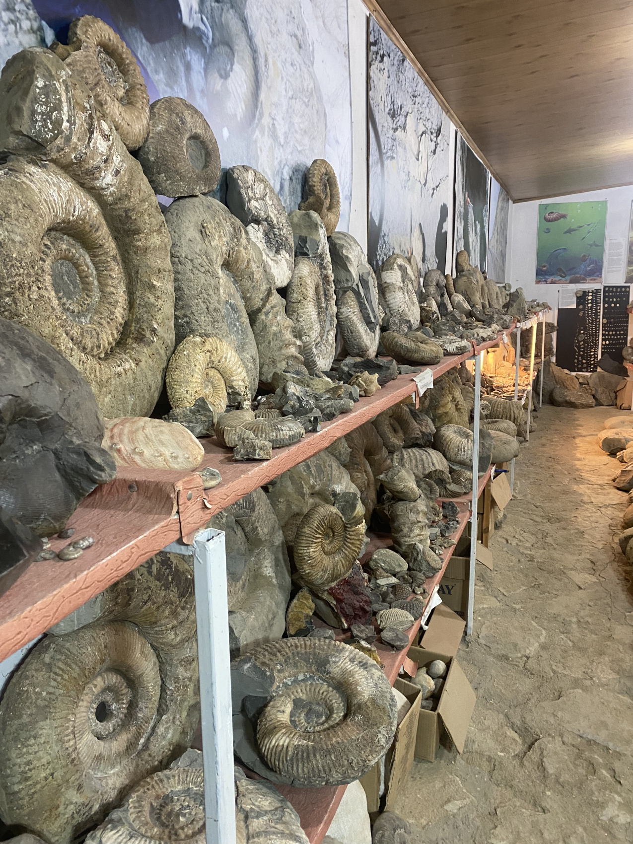 Аммониты Юрского и Мелового периодов (19/47)