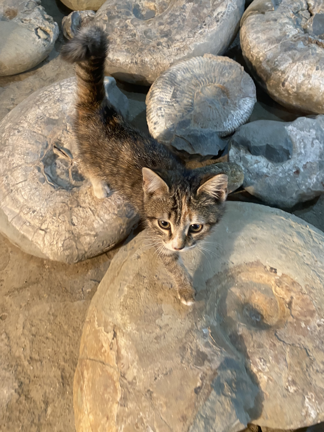 Аммониты Юрского и Мелового периодов (6/47)