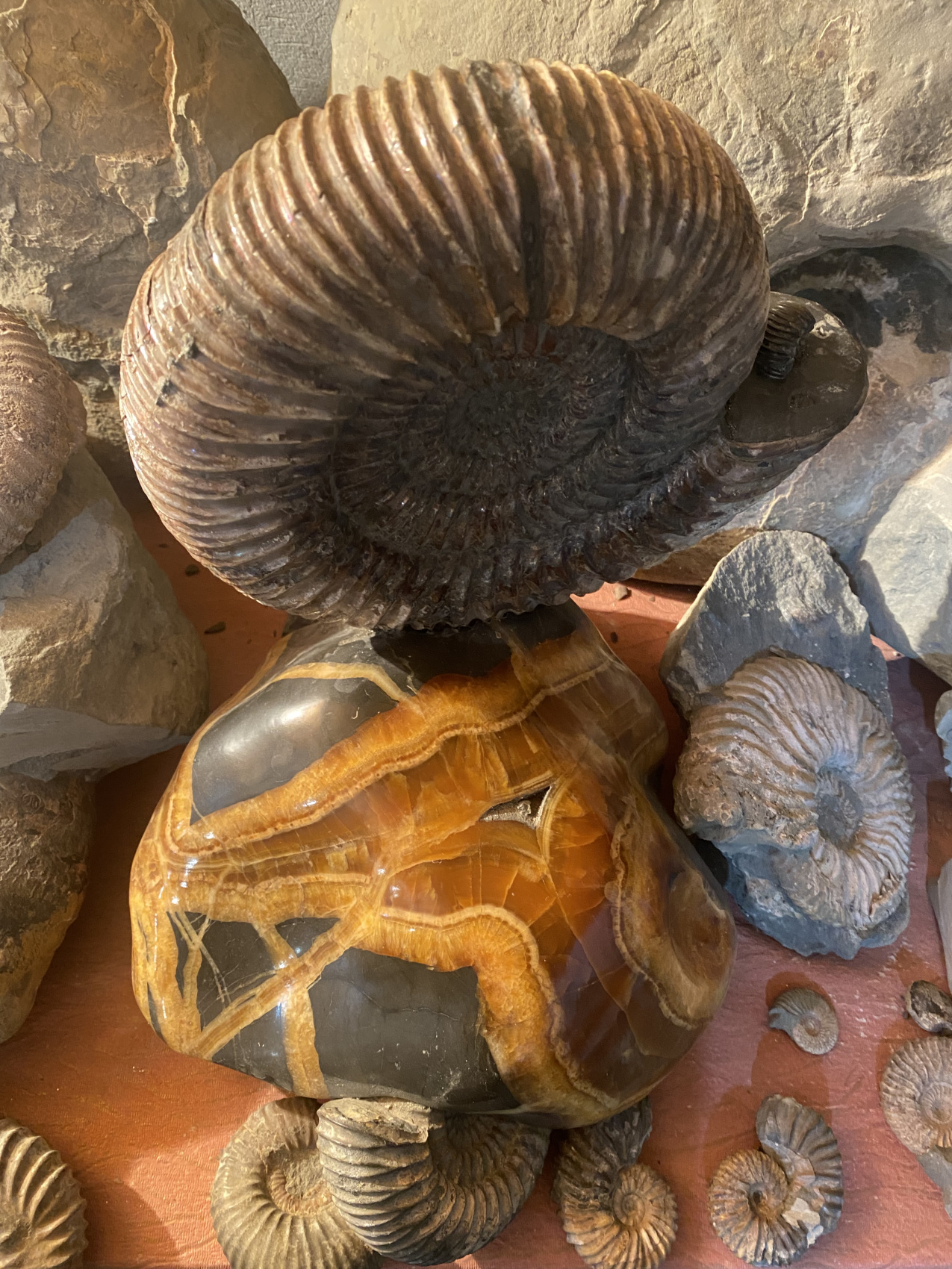 Аммониты Юрского и Мелового периодов (15/47)