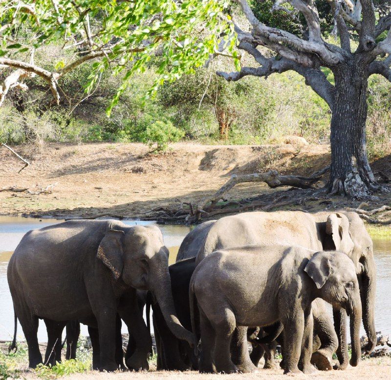 Шри-Ланка: главное на суше + океанский круиз (11/38)