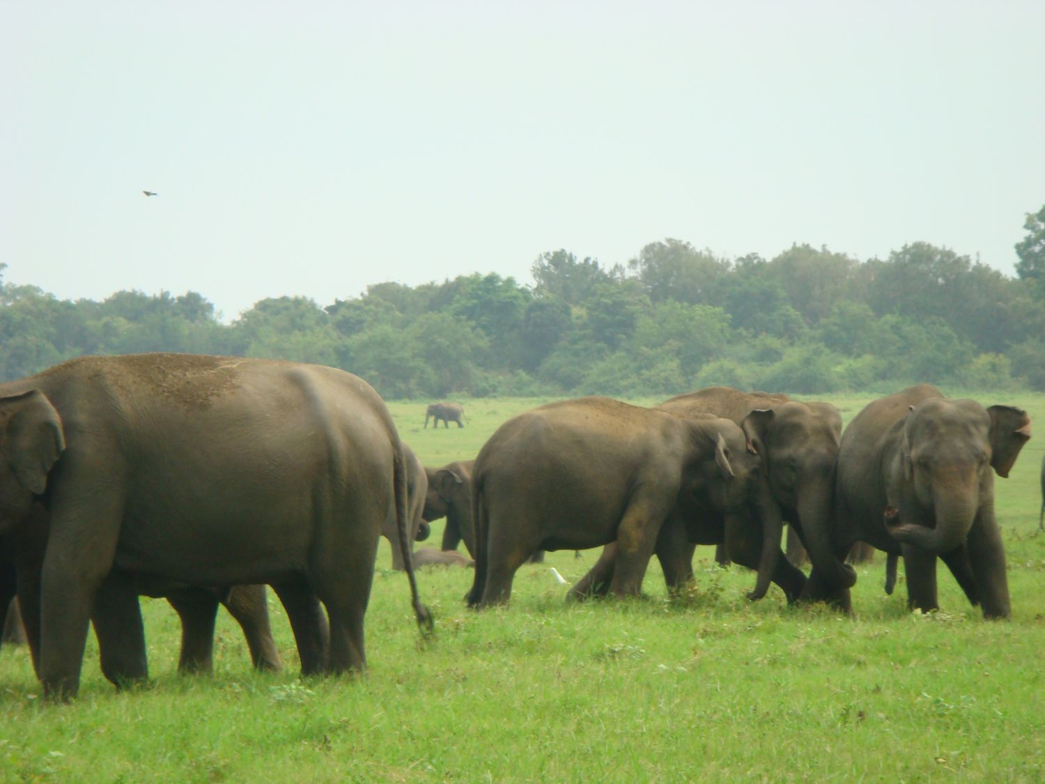 Шри-Ланка: главное на суше + океанский круиз (15/38)