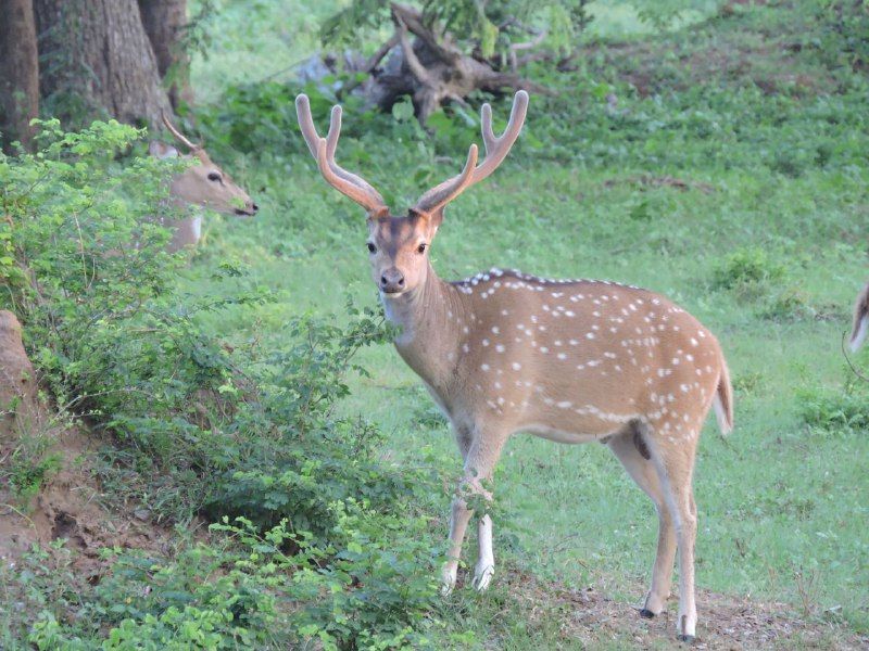 Шри-Ланка: главное на суше + океанский круиз (13/38)