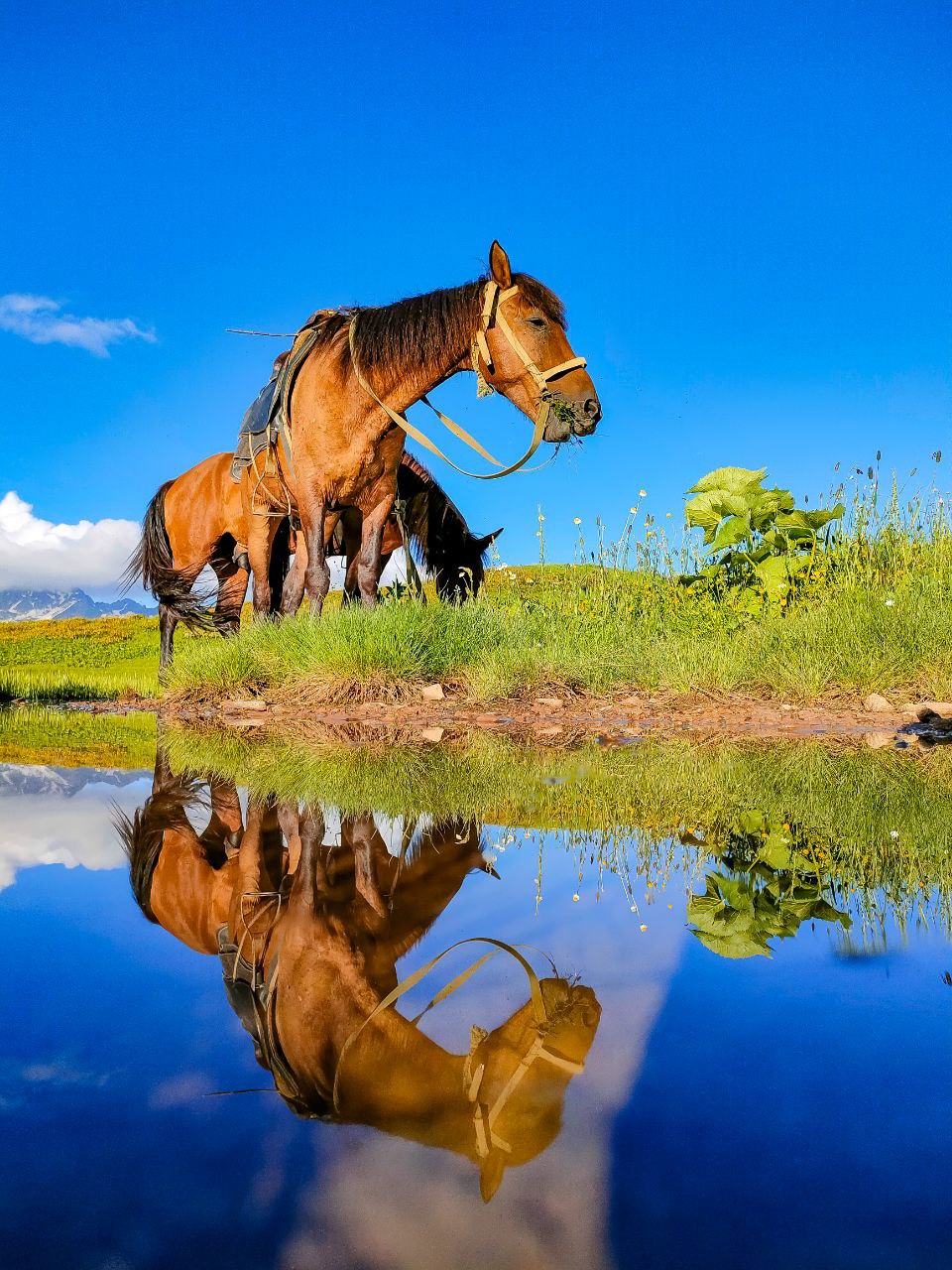 Новая Абхазия (5/28)