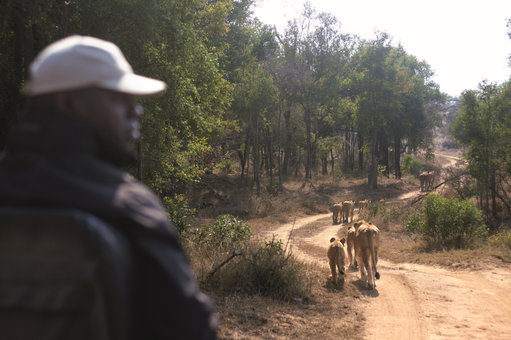 Классическая Южная Африка — 15 дней (6/17)