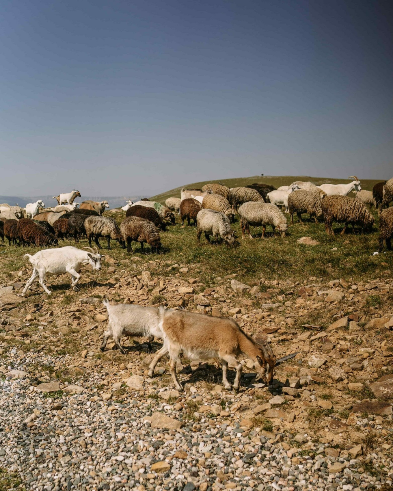 джипы Северное Приэльбрусье + Чегем и Безенги 4 дня (27/49)