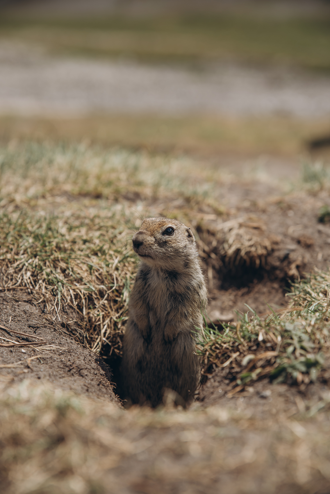 джипы Северное Приэльбрусье + Чегем и Безенги 4 дня (16/49)