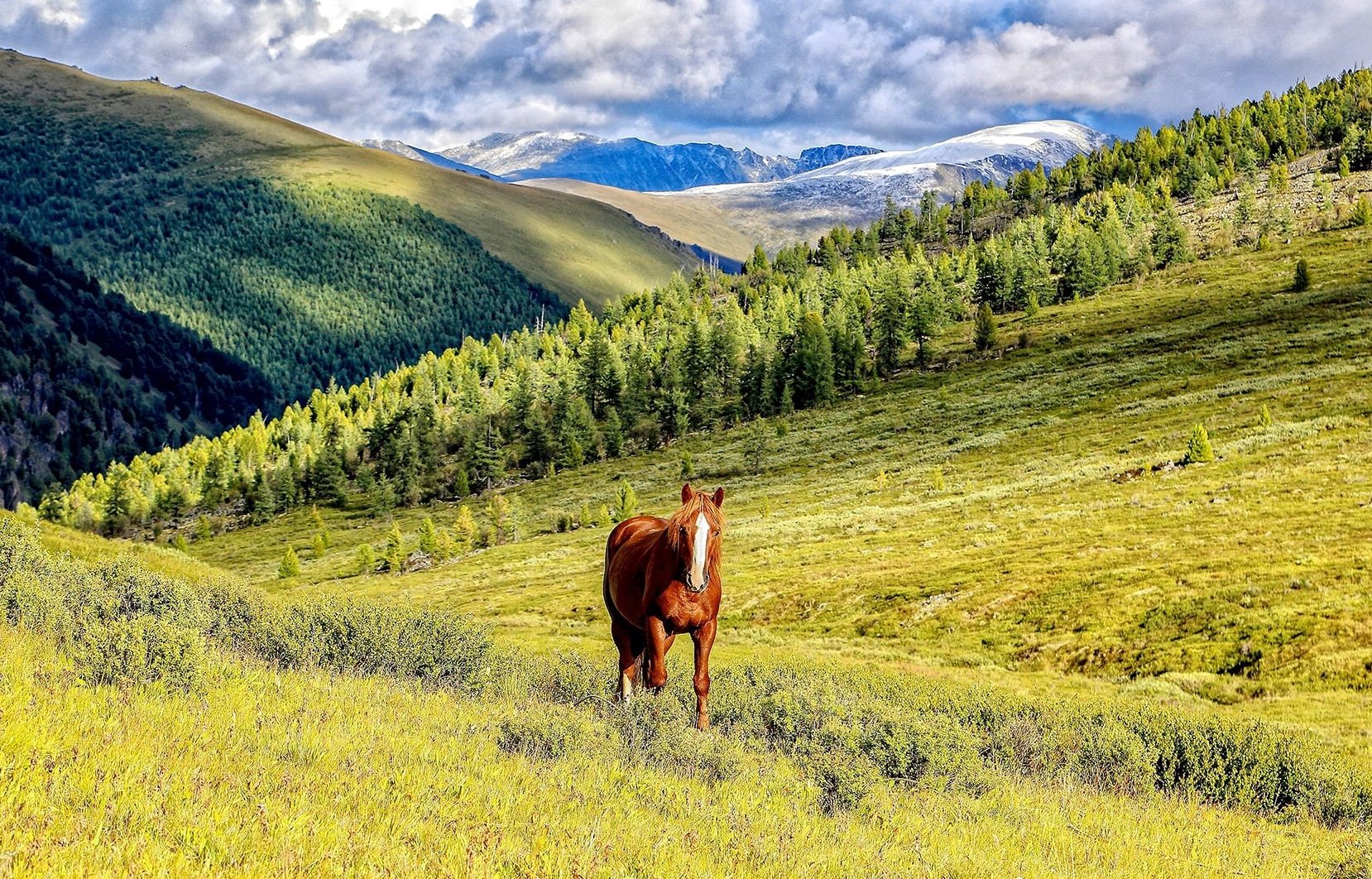 Конный тур к подножию легендарной горы Белуха (12/23)