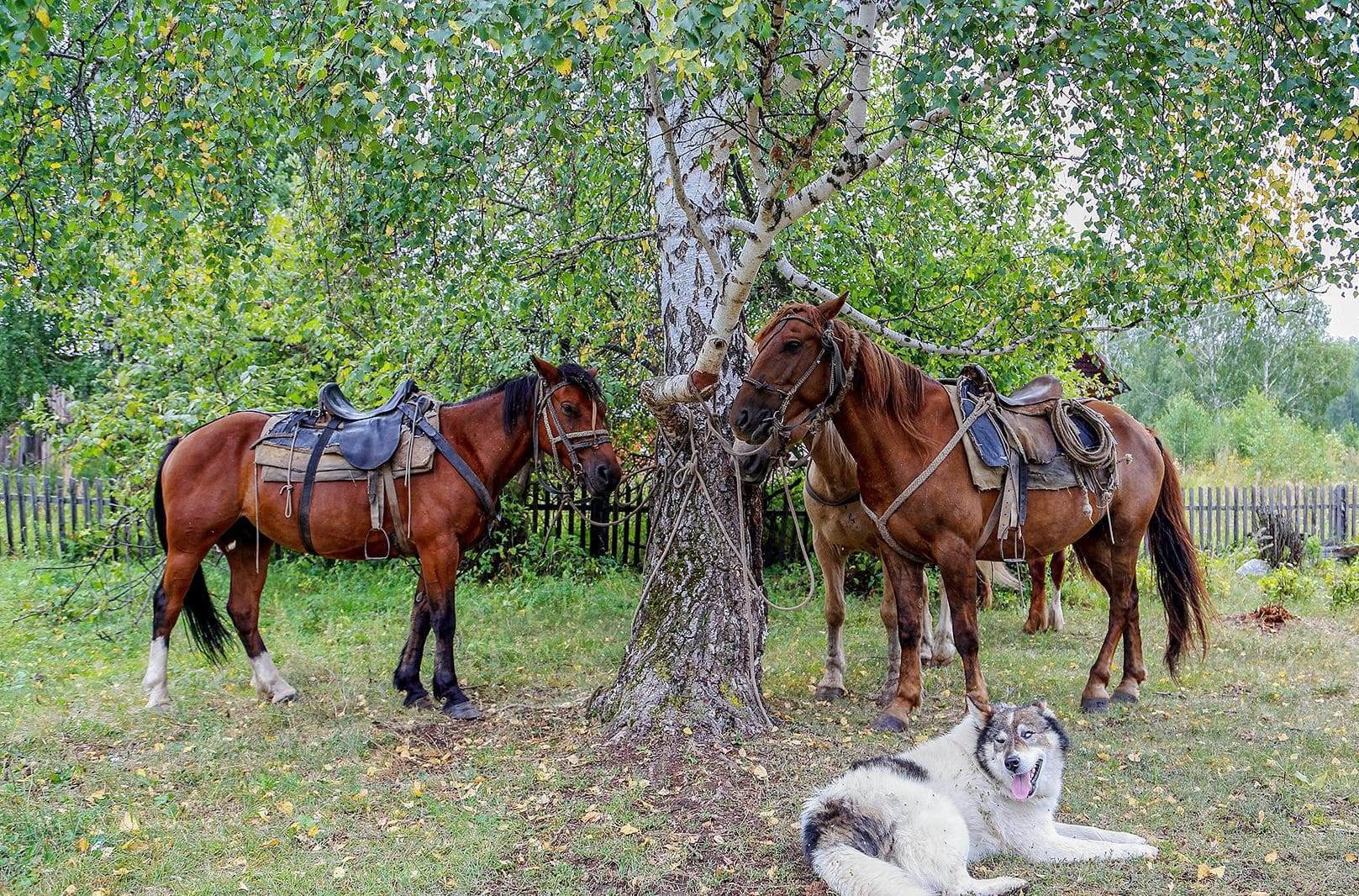 Конный тур к подножию легендарной горы Белуха (4/23)