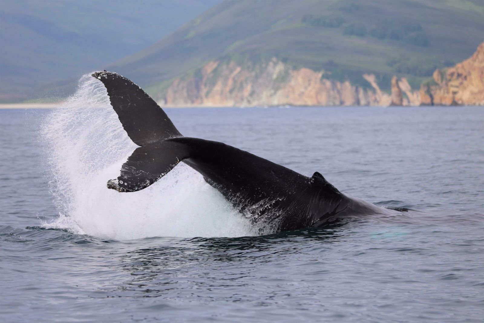 2026 Киты, Вулканы, Медведи, Баня на Берегу Океана. Вау! (4/45)