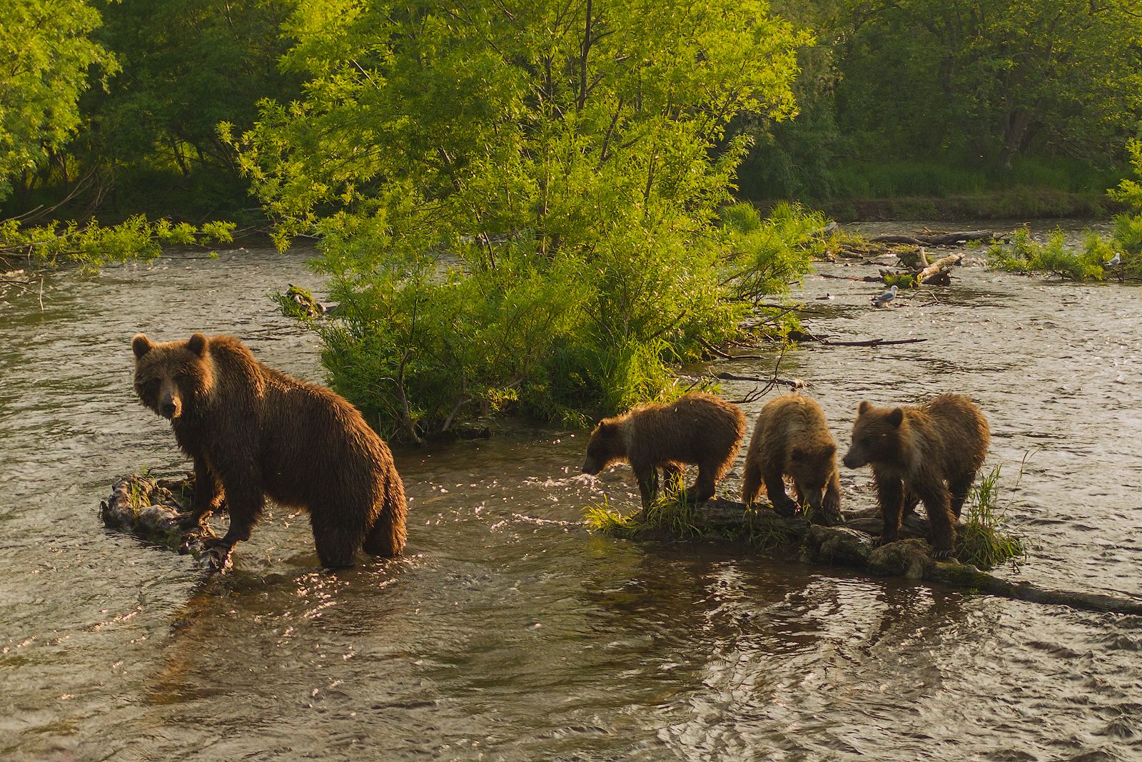 2026 Киты, Вулканы, Медведи, Баня на Берегу Океана. Вау! (3/45)