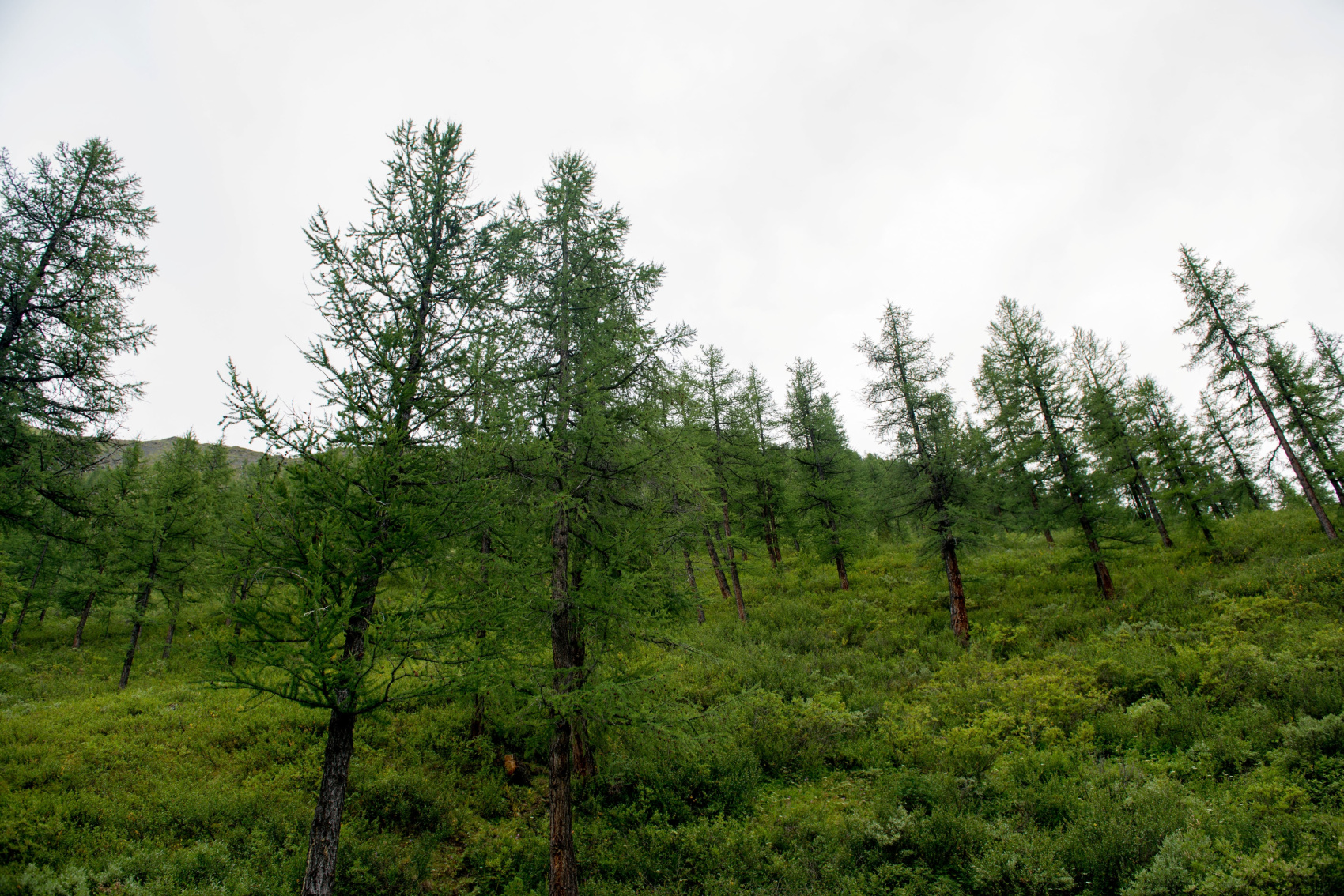 Пеший тур к Шавлинским озерам (7/20)