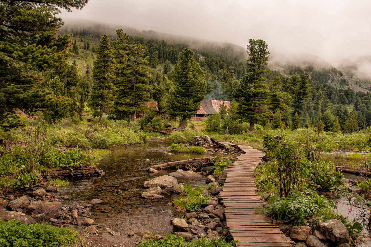 Большое цветение маральника на Алтае 2026 (27/77)