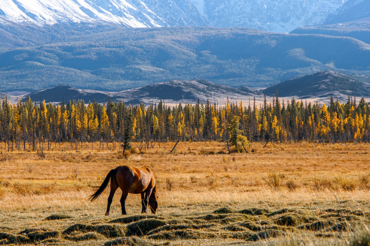 Кругосветка По Алтаю - 10 дней! 2026 Шаман-Кайчи, Телецкое, Чемал, травница! (38/94)