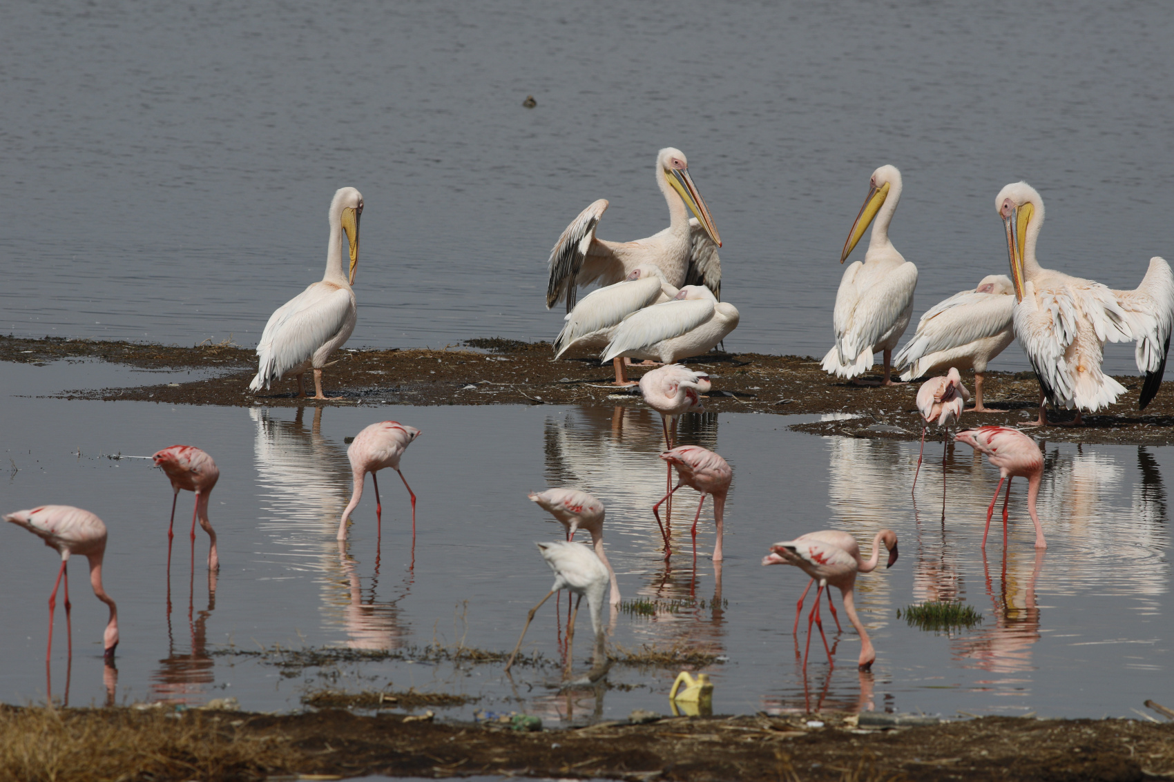 6 ДНЕЙ САФАРИ ПО МАСАИ-МАРЕ, ОЗЕРУ НАКУРУ И АМБОСЕЛИ (8/27)