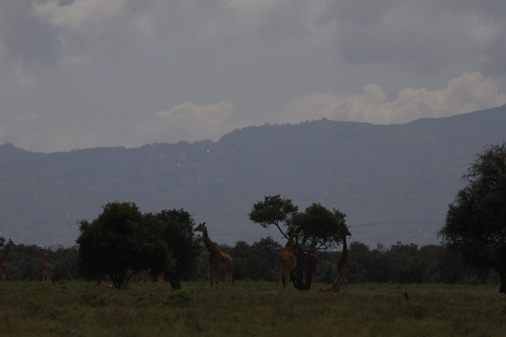 6 ДНЕЙ САФАРИ ПО МАСАИ-МАРЕ, ОЗЕРУ НАКУРУ И АМБОСЕЛИ (13/27)