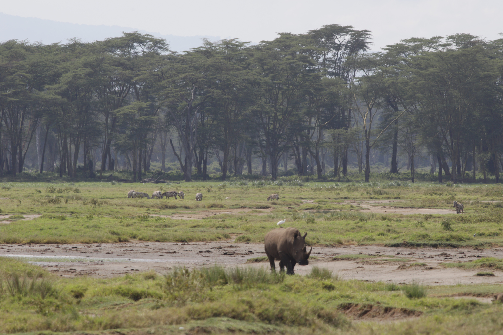 6 ДНЕЙ САФАРИ ПО МАСАИ-МАРЕ, ОЗЕРУ НАКУРУ И АМБОСЕЛИ (10/27)