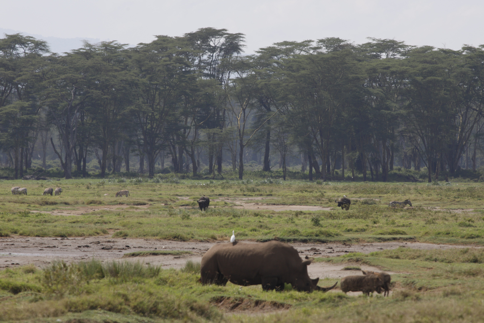 6 ДНЕЙ САФАРИ ПО МАСАИ-МАРЕ, ОЗЕРУ НАКУРУ И АМБОСЕЛИ (11/27)