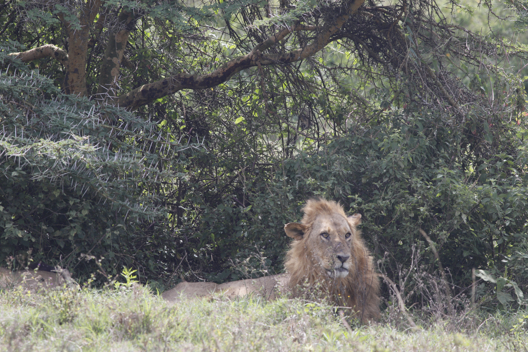 6 ДНЕЙ САФАРИ ПО МАСАИ-МАРЕ, ОЗЕРУ НАКУРУ И АМБОСЕЛИ (12/27)