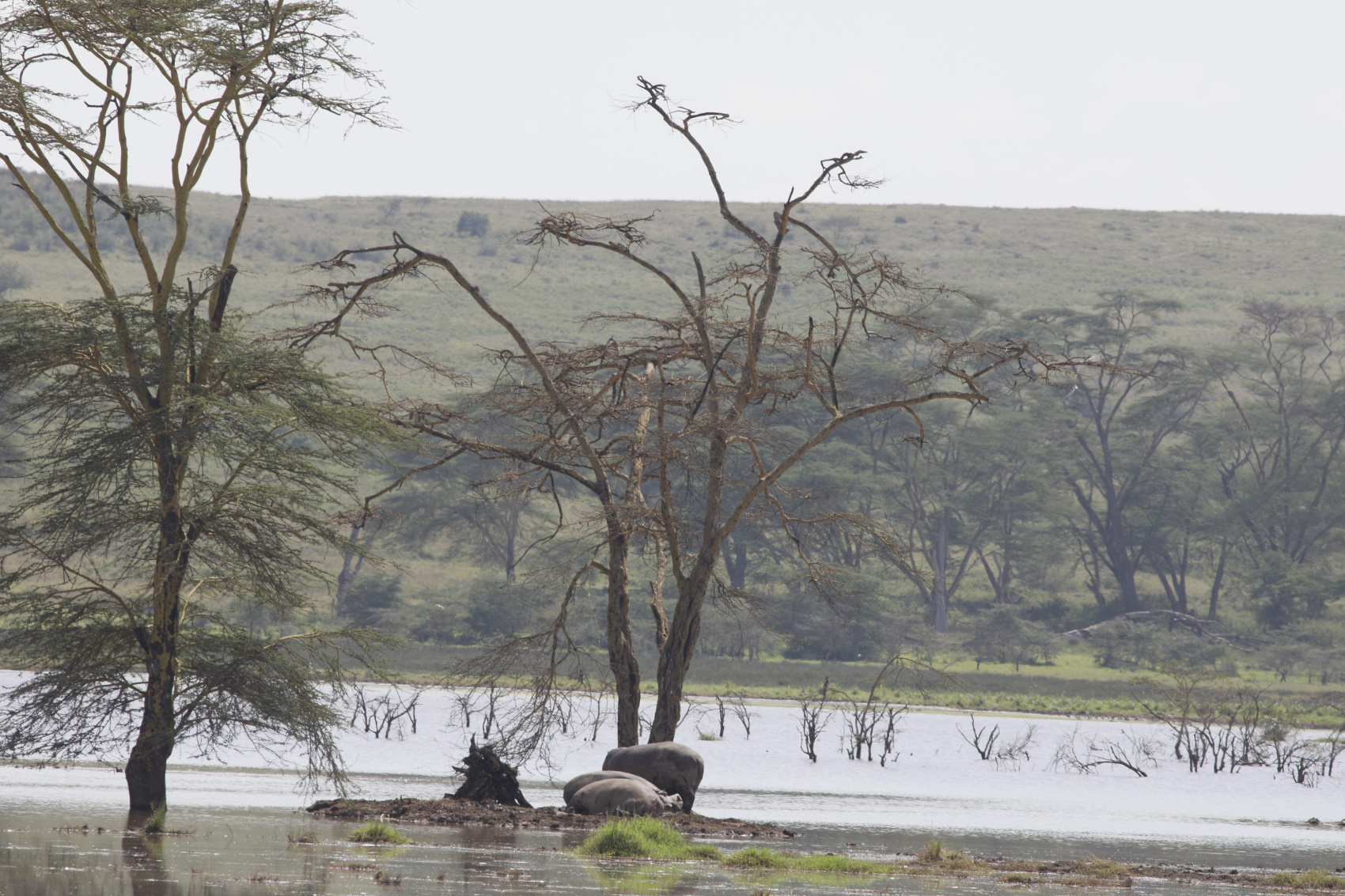 6 ДНЕЙ САФАРИ ПО МАСАИ-МАРЕ, ОЗЕРУ НАКУРУ И АМБОСЕЛИ (9/27)