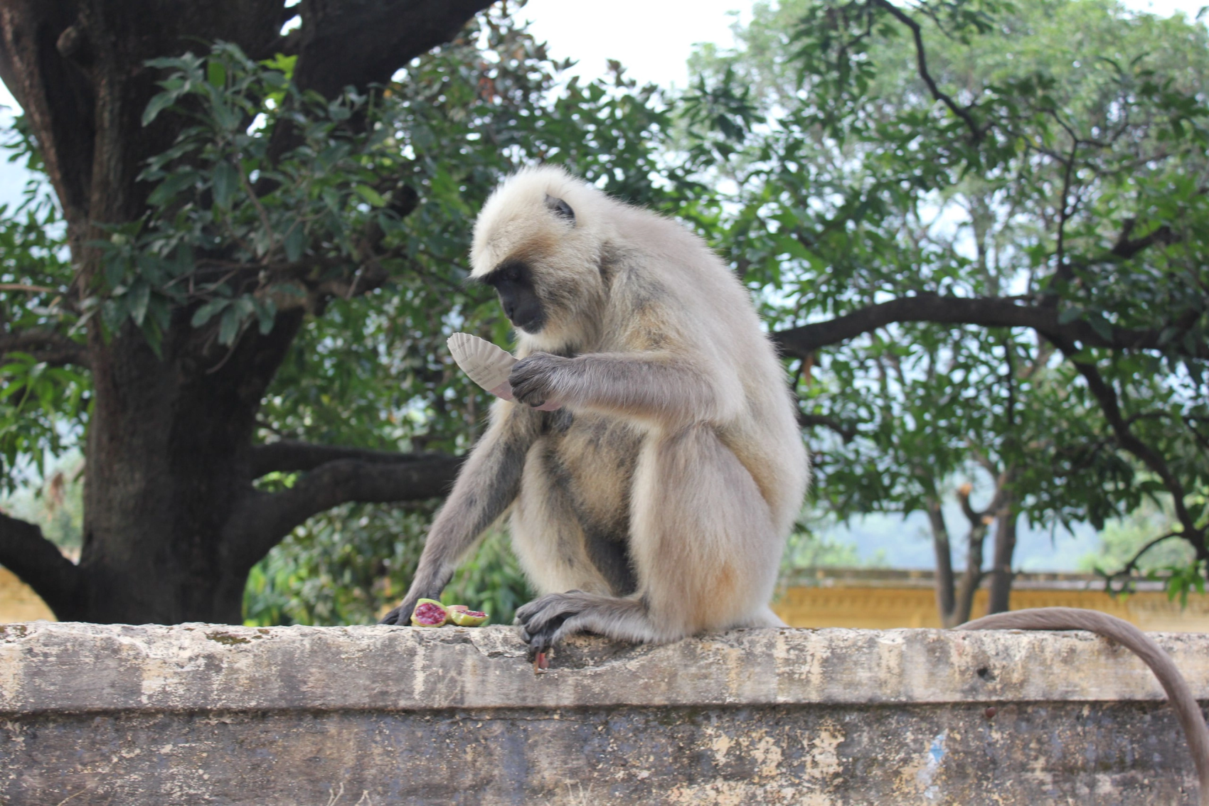 Вся Индия до Гоа (26/80)