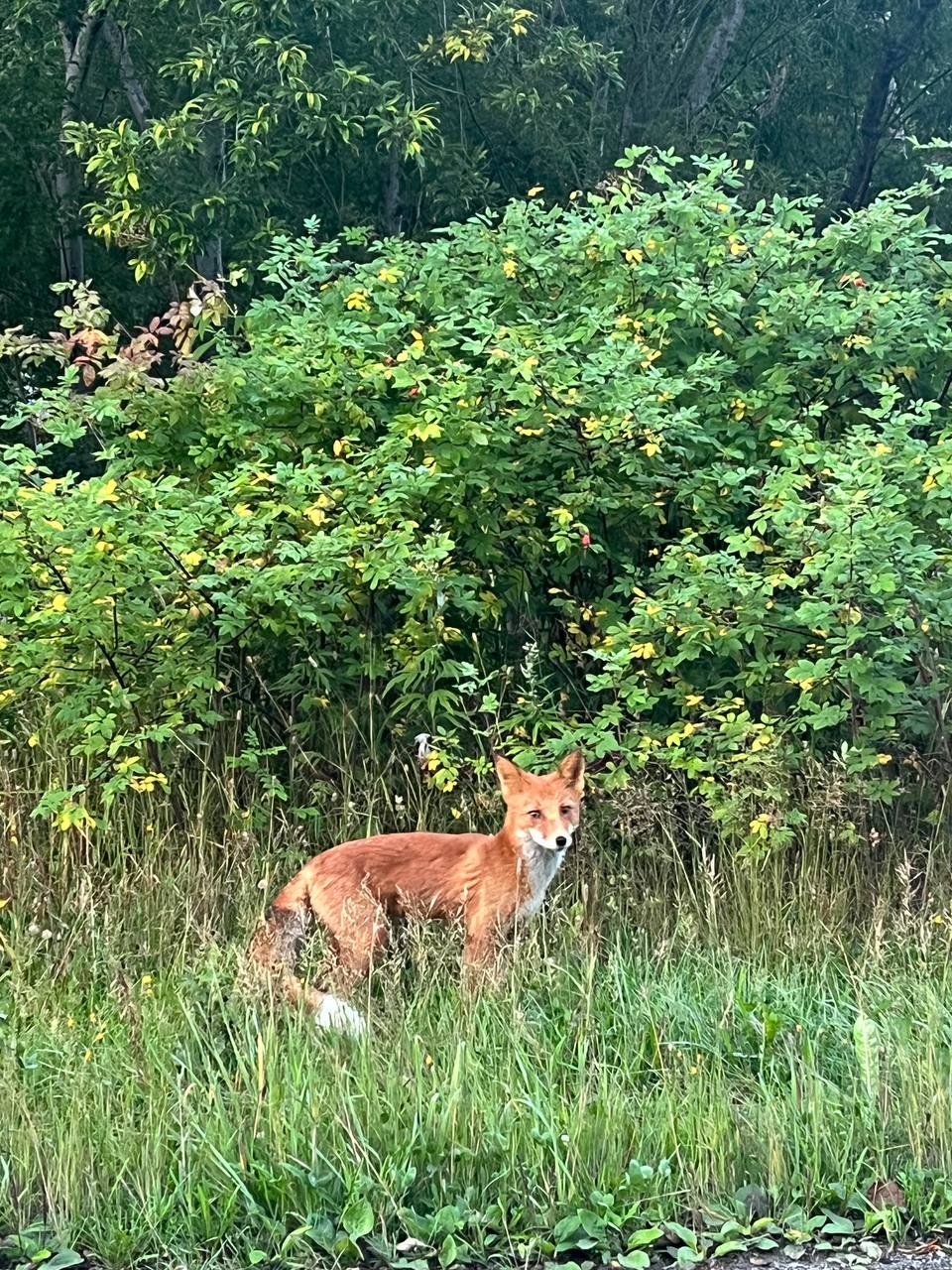 Камчатка: дикая красота, вулканы и гейзеры (19/54)