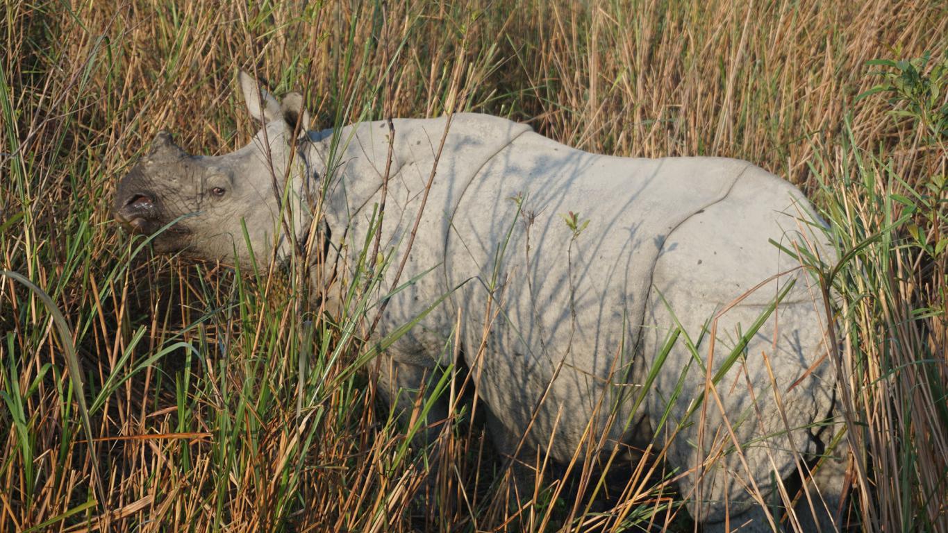 Незабываемое путешествие по Ассаму (9/9)