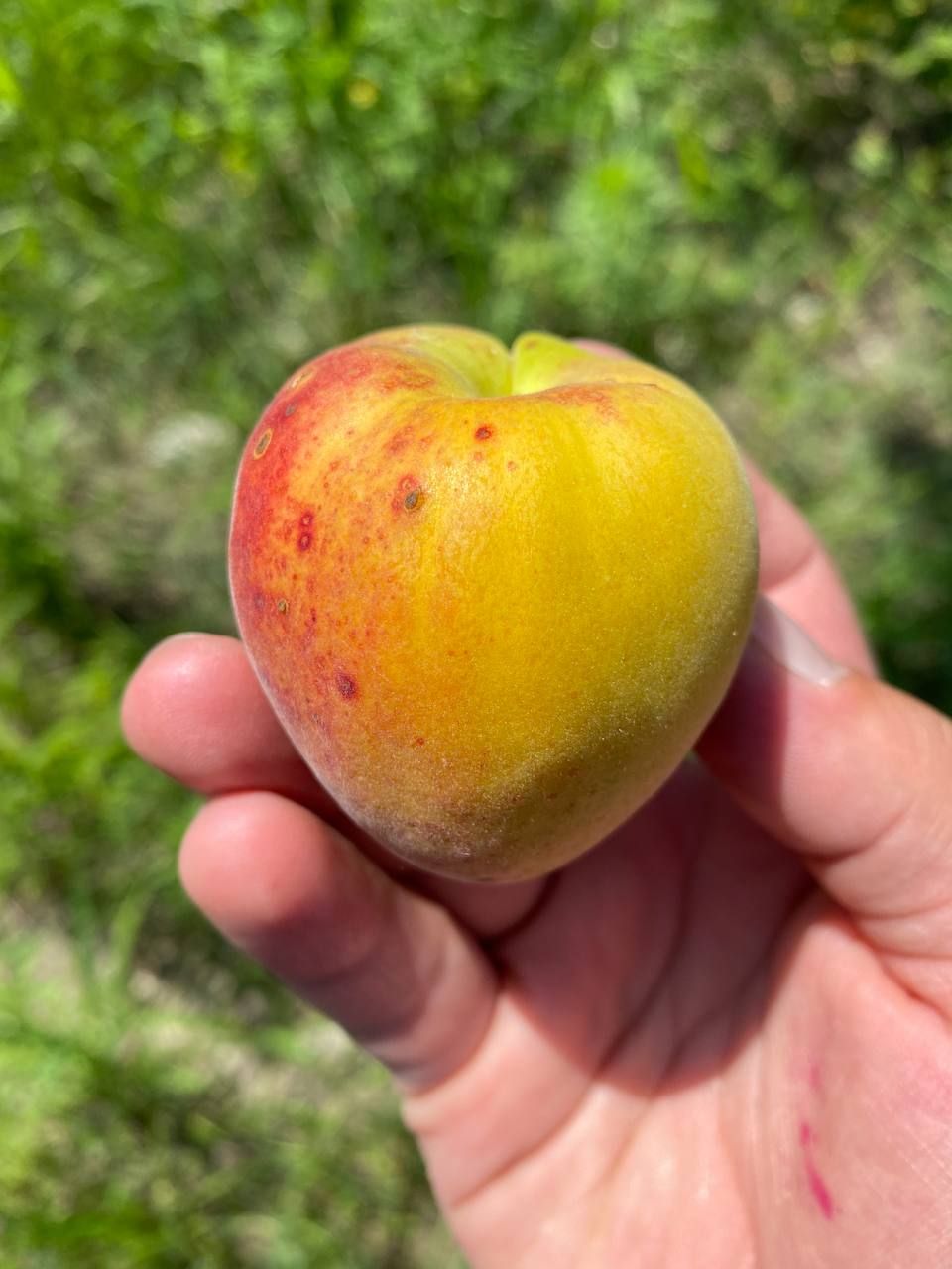 Влюбляющий Дагестан: 4 дня Реально Всё включено! (72/258)