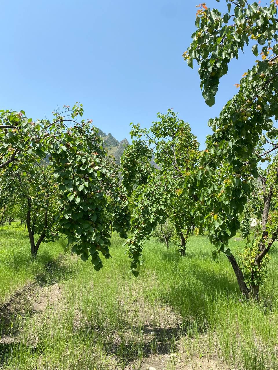 Влюбляющий Дагестан: 4 дня Реально Всё включено! (51/258)