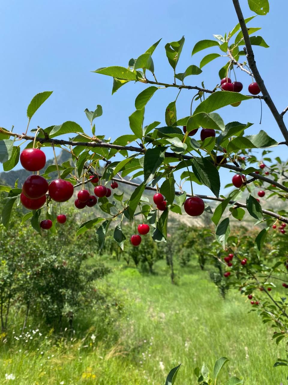 Влюбляющий Дагестан: 4 дня Реально Всё включено! (33/258)