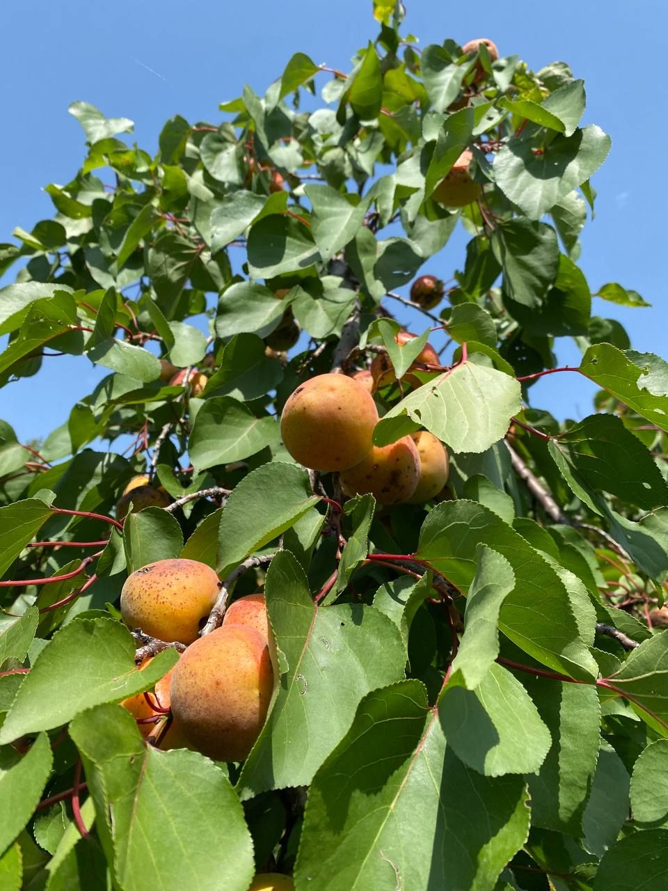 Влюбляющий Дагестан: 4 дня Реально Всё включено! (188/258)