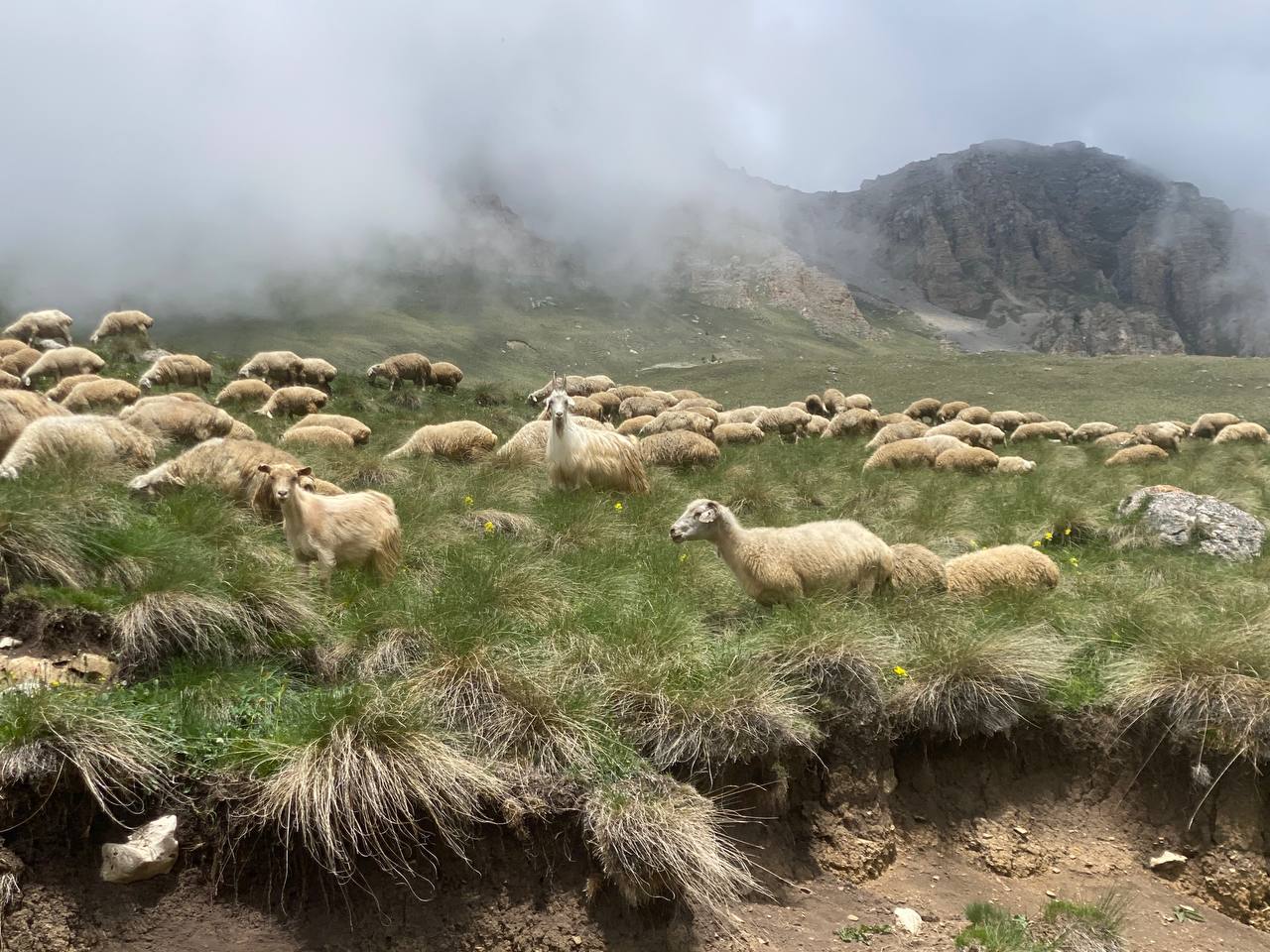 Лайт. Кавказская мозаика! (76/229)