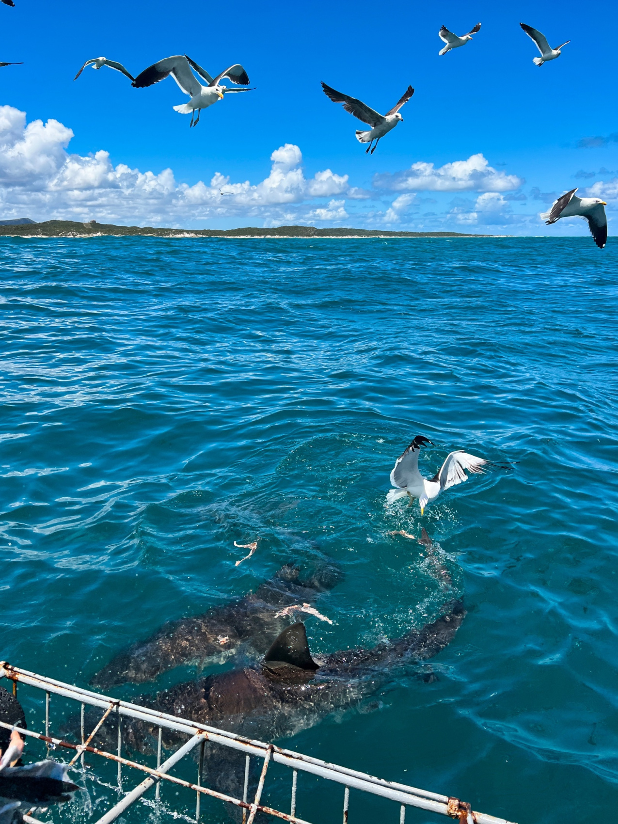 Юар: Путешествие на край Земли (46/124)