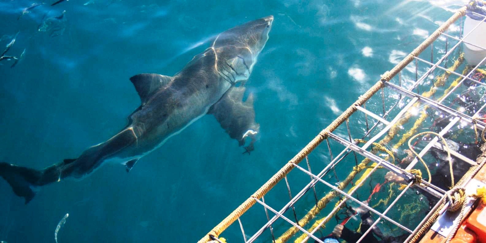 Юар: Путешествие на край Земли (11/124)