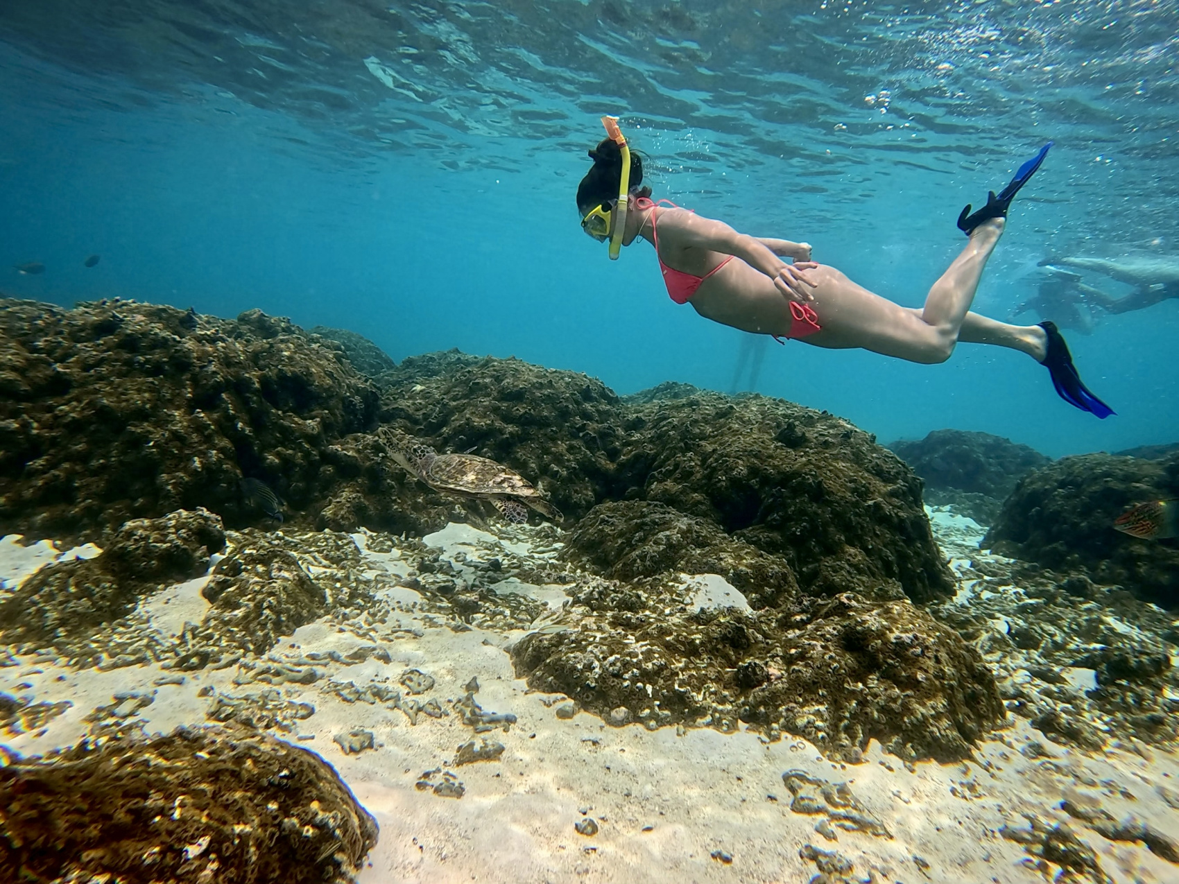 Тропическая дача: райский дайвинг, акулы и релакс (80/133)