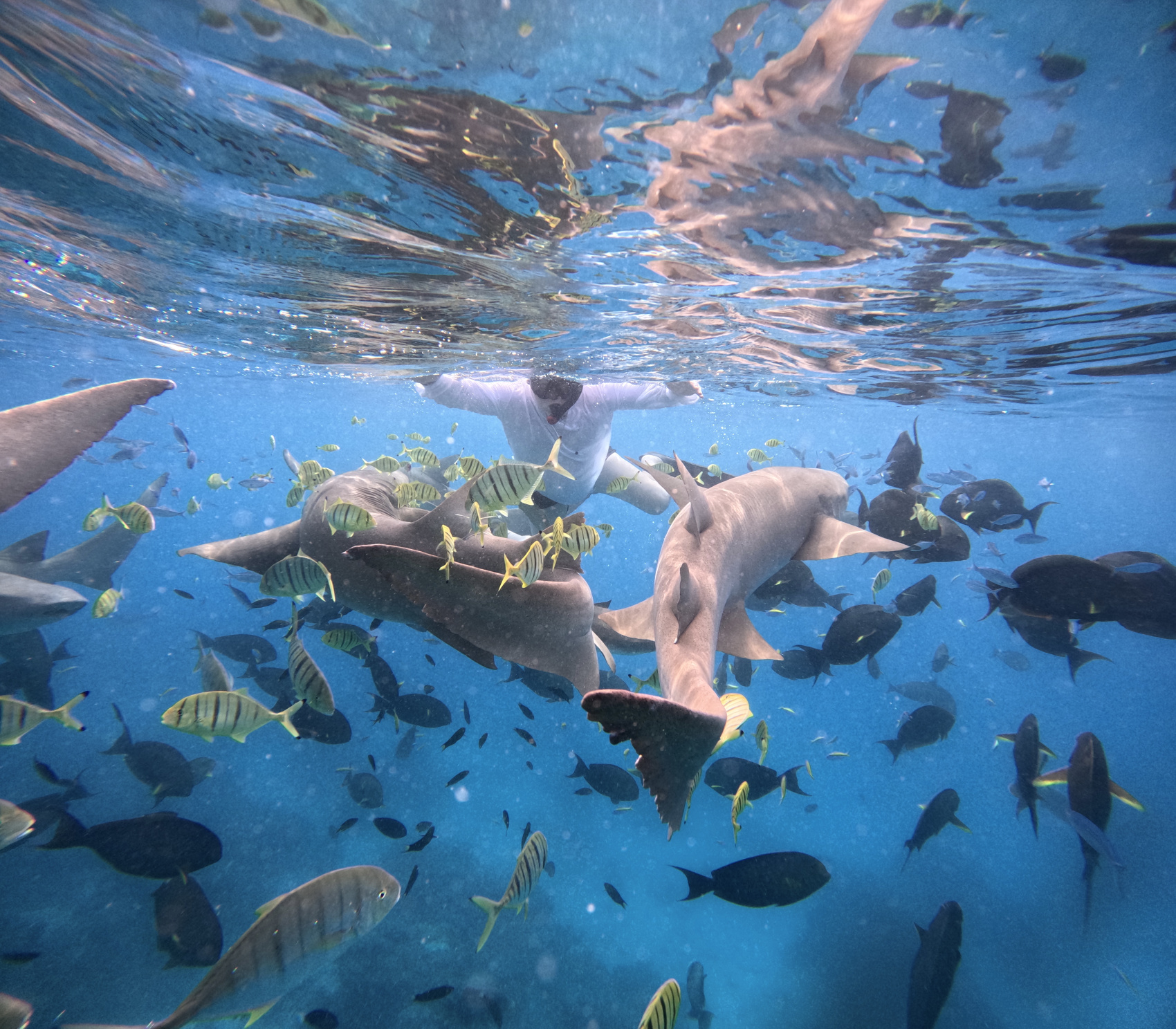 Тропическая дача: райский дайвинг, акулы и релакс (90/133)
