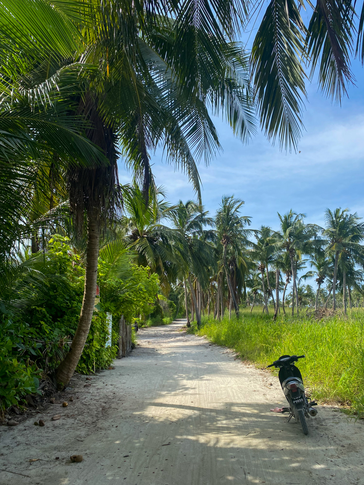 Тропическая дача: райский дайвинг, акулы и релакс (26/133)