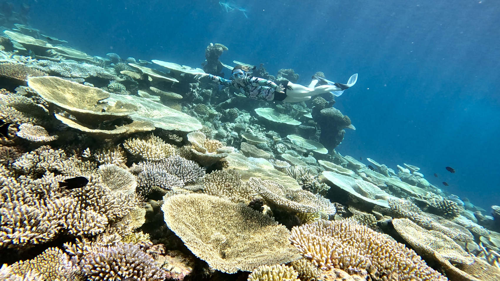 Тропическая дача: райский дайвинг, акулы и релакс (88/133)
