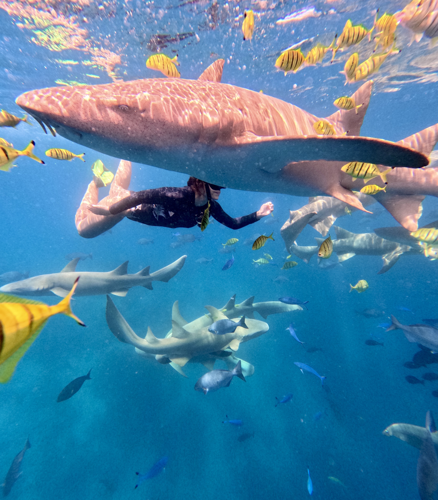 Тропическая дача: райский дайвинг, акулы и релакс (73/133)