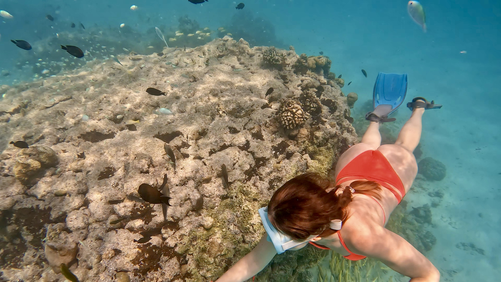 Тропическая дача: райский дайвинг, акулы и релакс (16/133)