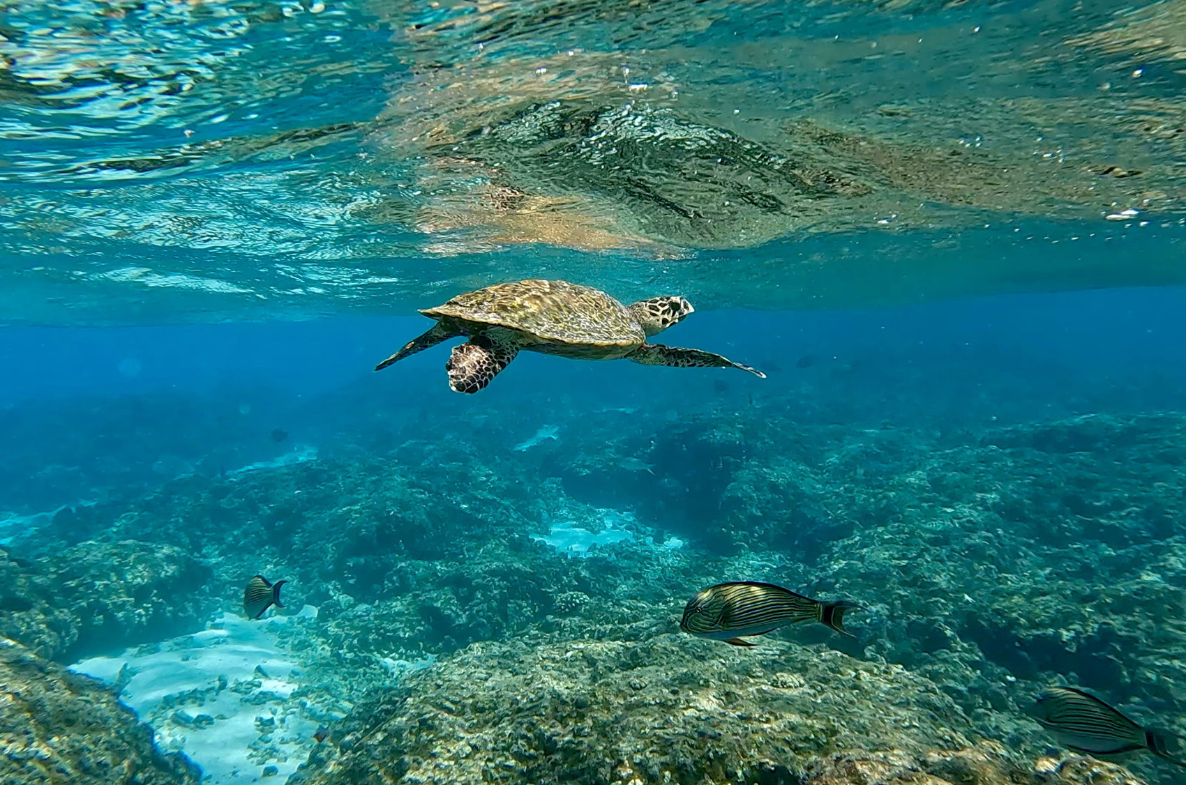 Тропическая дача: райский дайвинг, акулы и релакс (33/133)