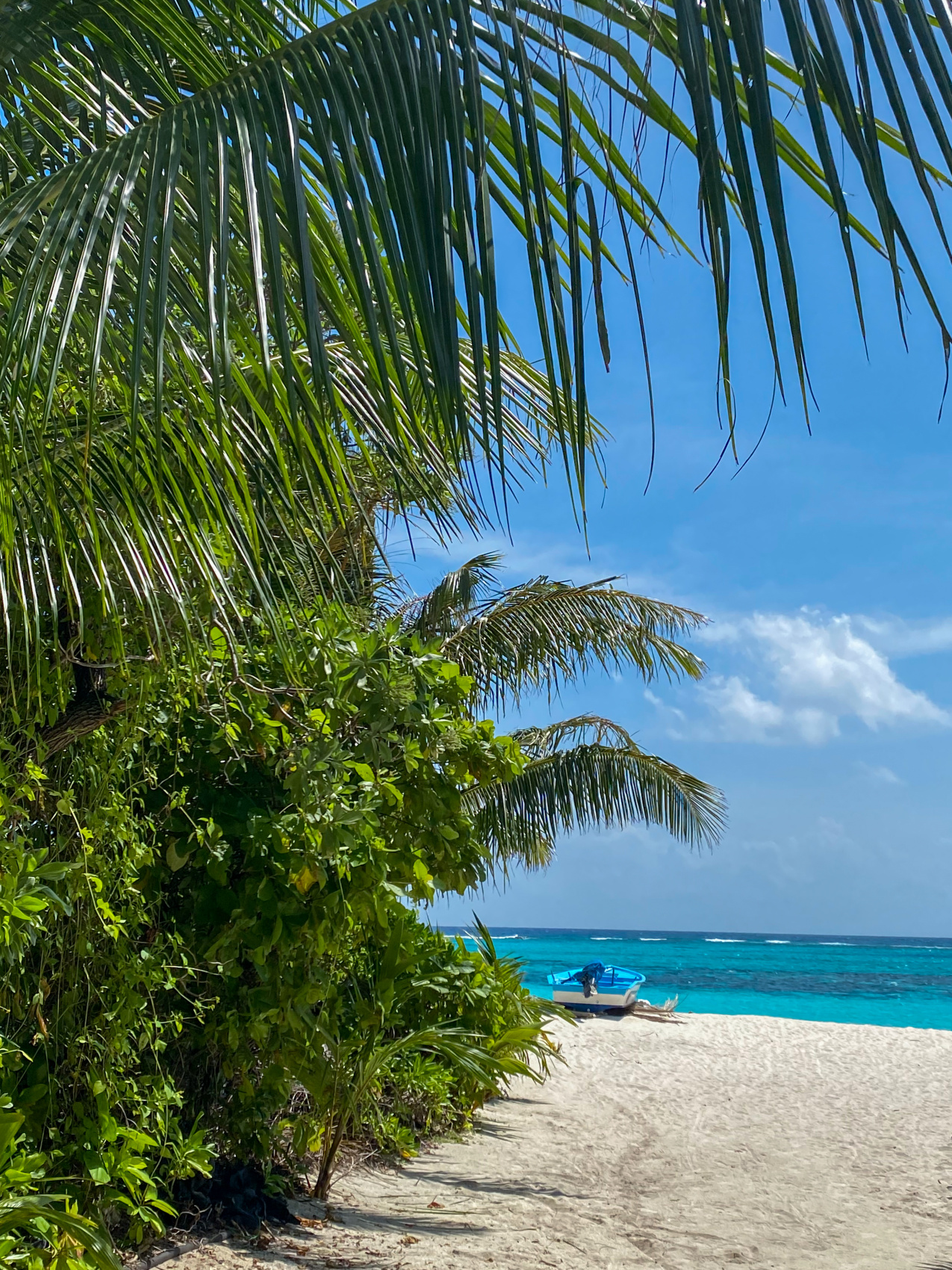 Тропическая дача: райский дайвинг, акулы и релакс (30/133)