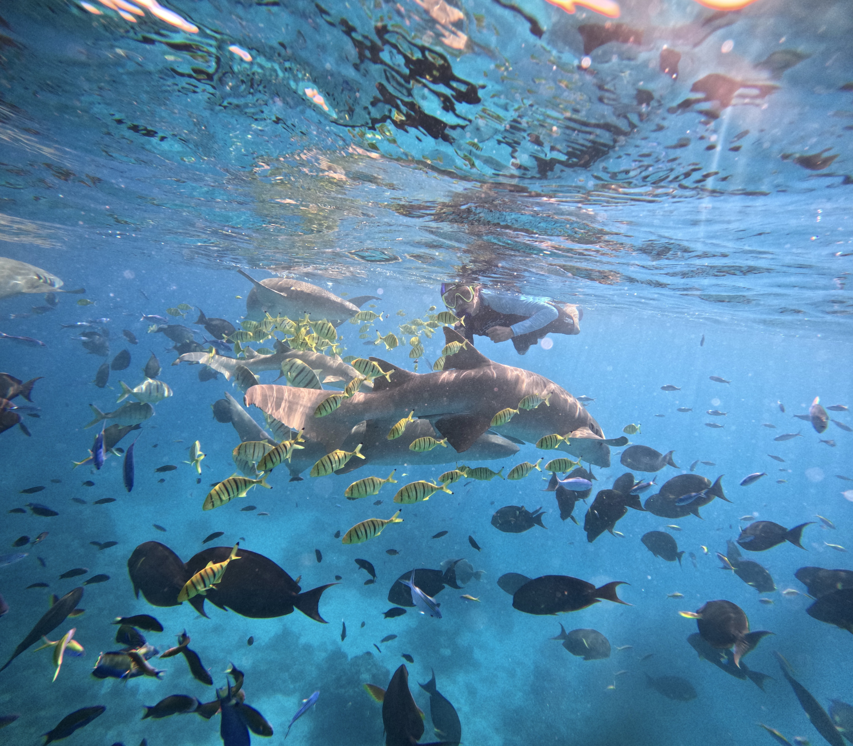 Тропическая дача: райский дайвинг, акулы и релакс (91/133)