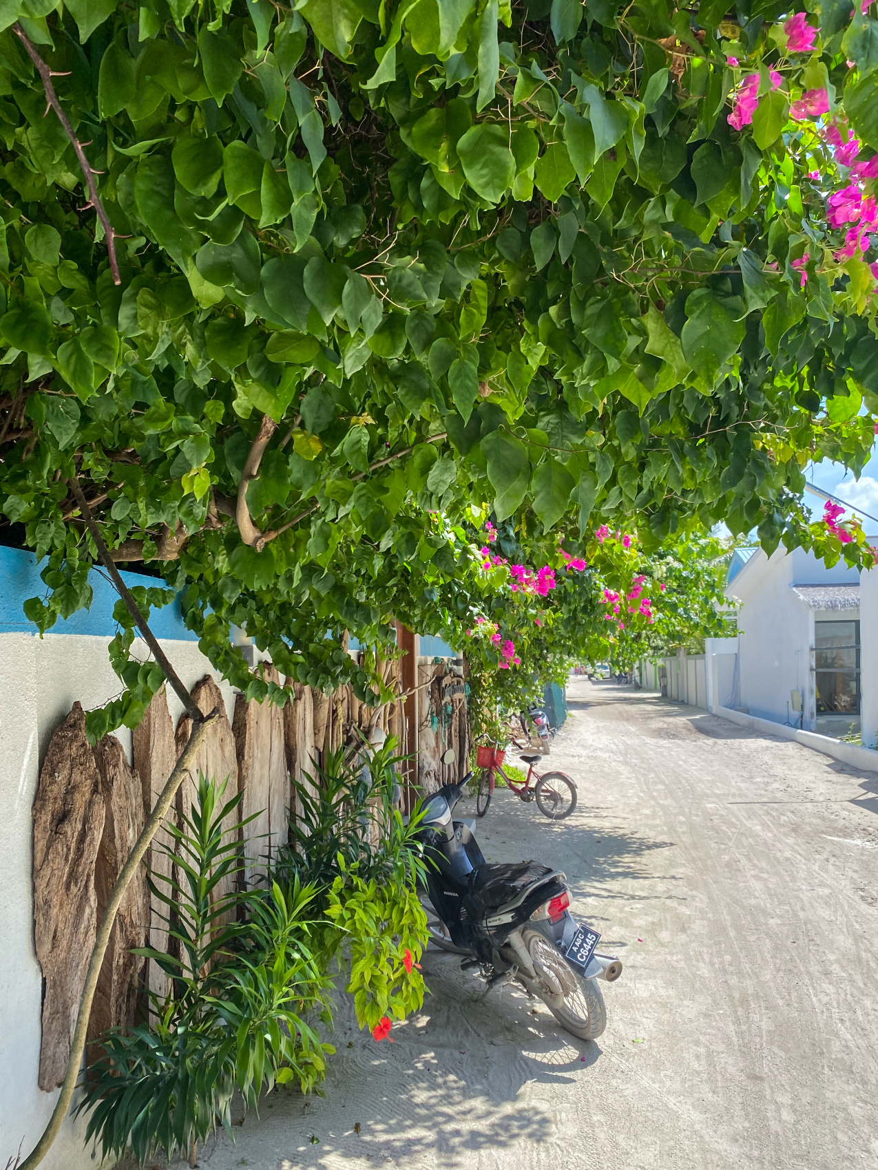 Тропическая дача: райский дайвинг, акулы и релакс (32/133)
