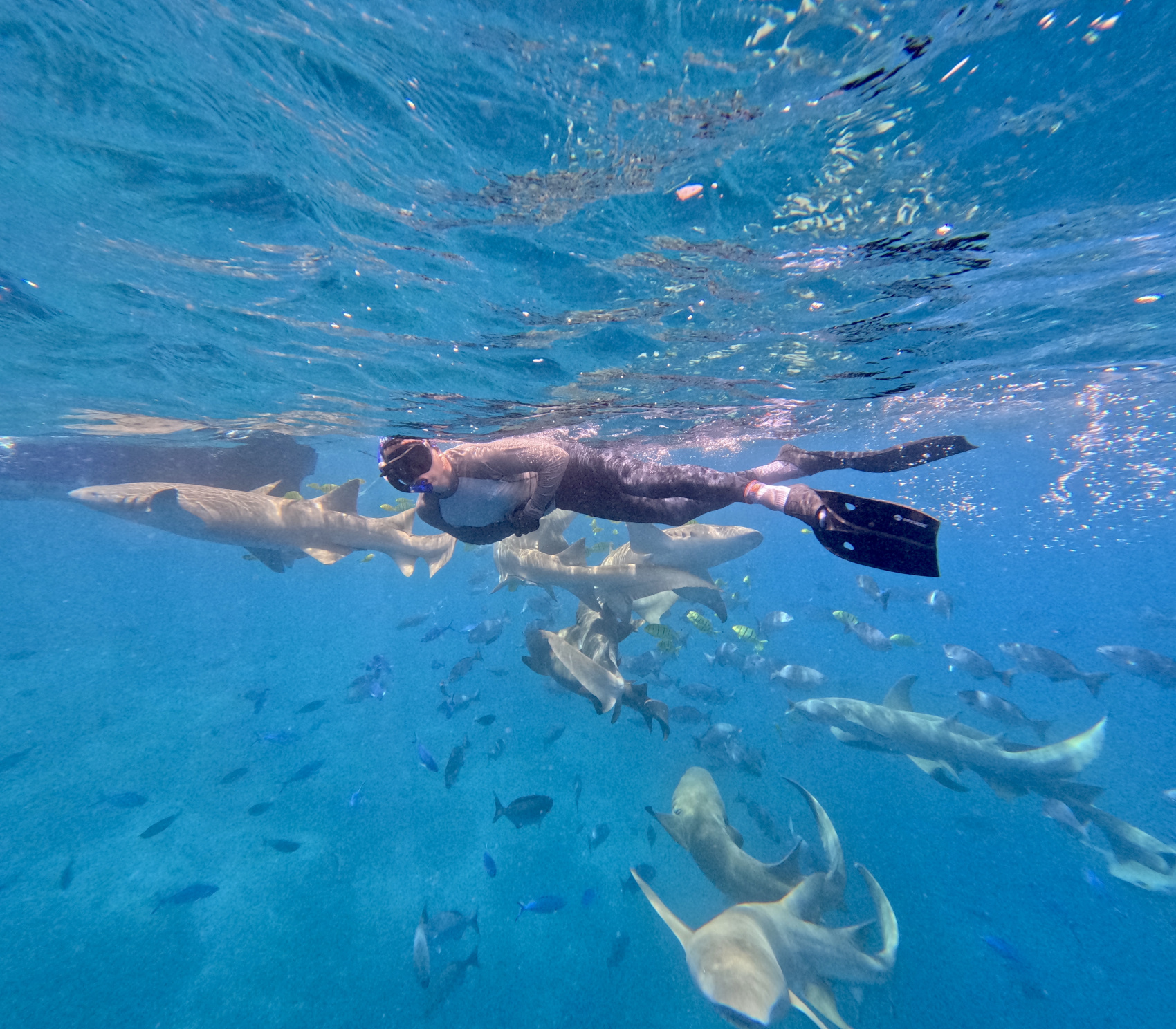 Тропическая дача: райский дайвинг, акулы и релакс (70/133)